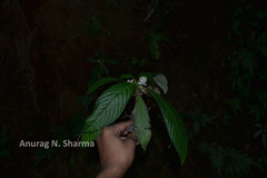 Neurocalyx calycinus